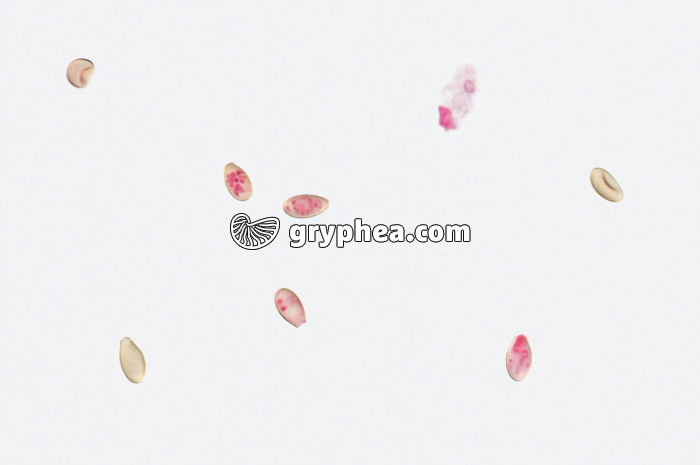 Douve asiatique - ver parasite - (Clonorchis sinensis) - Oeufs x100 - gryphea.com